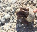 Hermit crab on the side of the road